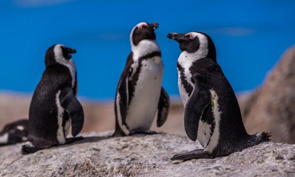 Por que pinguins feridos estão usando coletes de cobre no Chile?