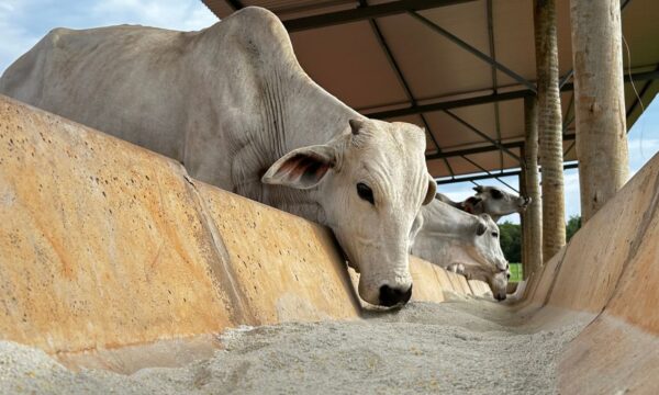 Embargo da União Europeia a produtos animais afeta US$1,8 bi em vendas