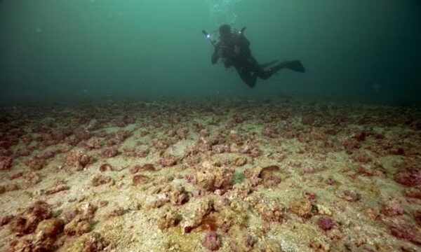 ‘Caribe’ em Ipanema? Ecossistema cor-de-rosa é descoberto a 4 km da pr