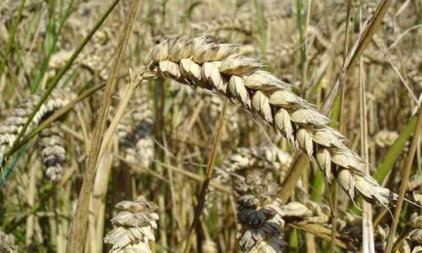 Guerras, fertilizantes e clima podem trazer nova onda de instabilidade