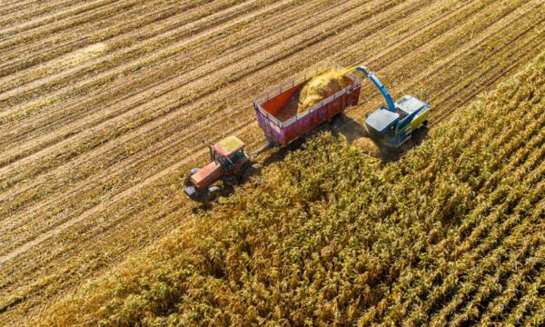 Sobe ou desce? Relatório do USDA sinaliza suporte para milho e soja, a