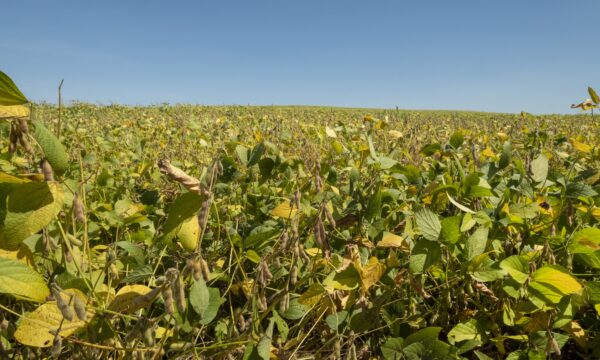 Plantio de soja avança no Brasil, mas clima pode limitar ritmo da safr