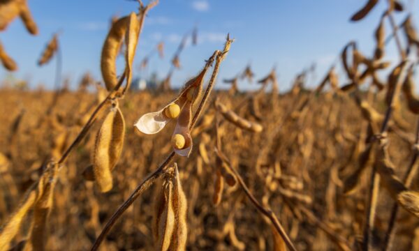 Family office do agro mira R$ 10 bilhões sob gestão e expansão nos EUA