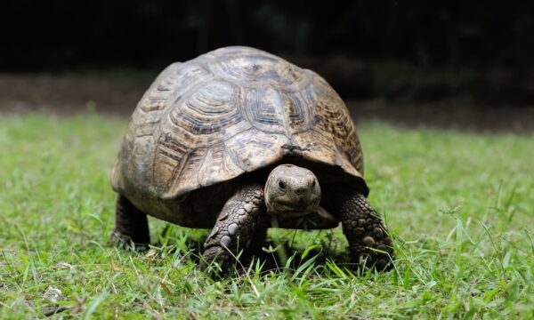 Tartarugas ‘alienígenas’ retornam à ilha de Galápagos após 175 anos