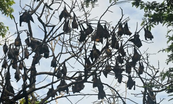 Por que morcegos carregam vírus sem adoecer? Estudo pode ter encontrado resposta