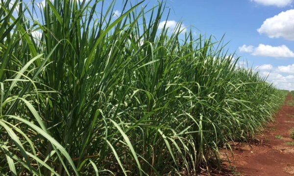 Carbono Oculto: empresários Beto Louco e Primo são acusados por lavagem de dinheiro em usinas de açúcar