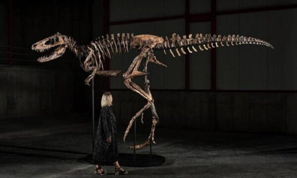 Quanto vale um dinossauro? O mercado milionário por trás dos leilões de fósseis