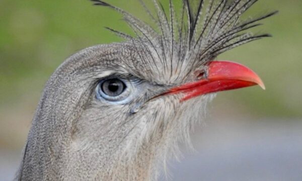 Cientistas encontram aves brasileiras entre as mais barulhentas do mundo