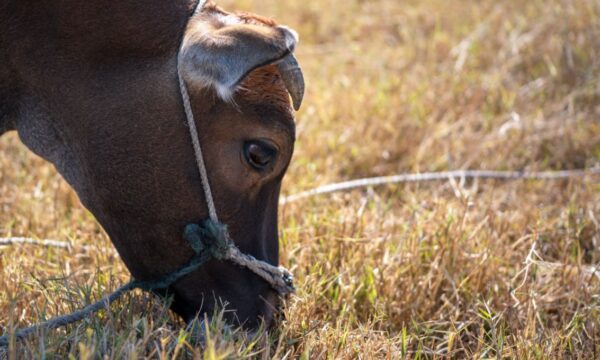 Abate de fêmeas pesa, e rebanho bovino cai pelo 2º ano seguido no Brasil, aponta IBGE