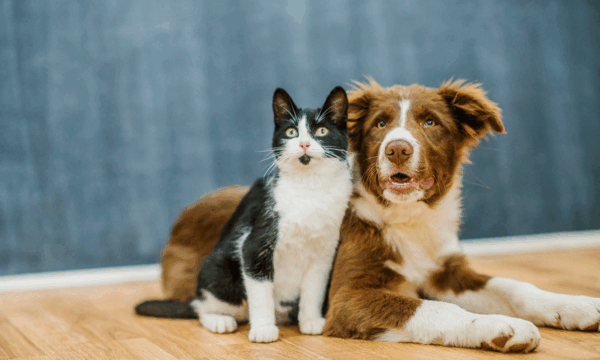 20 frases para celebrar o Dia Mundial dos Animais com seu pet nas rede
