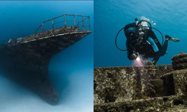 Navio de 500 toneladas afundado de propósito vira ‘condomínio’ de tubarões nas Maldivas