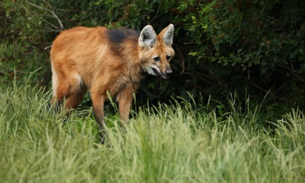 Como tecnologia para ‘ressuscitar’ animais pode ajudar a evitar novas