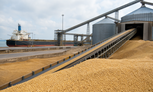 EUA vendem 289,3 mil toneladas de trigo da safra 2026/27, informa USDA